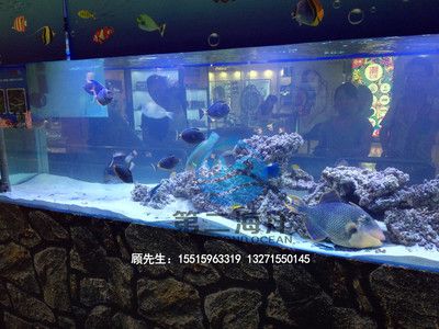 海水觀賞魚店名字怎么起（如何為海水觀賞魚店起一個(gè)令人印象深刻的名字） 水族主題相關(guān) 第3張