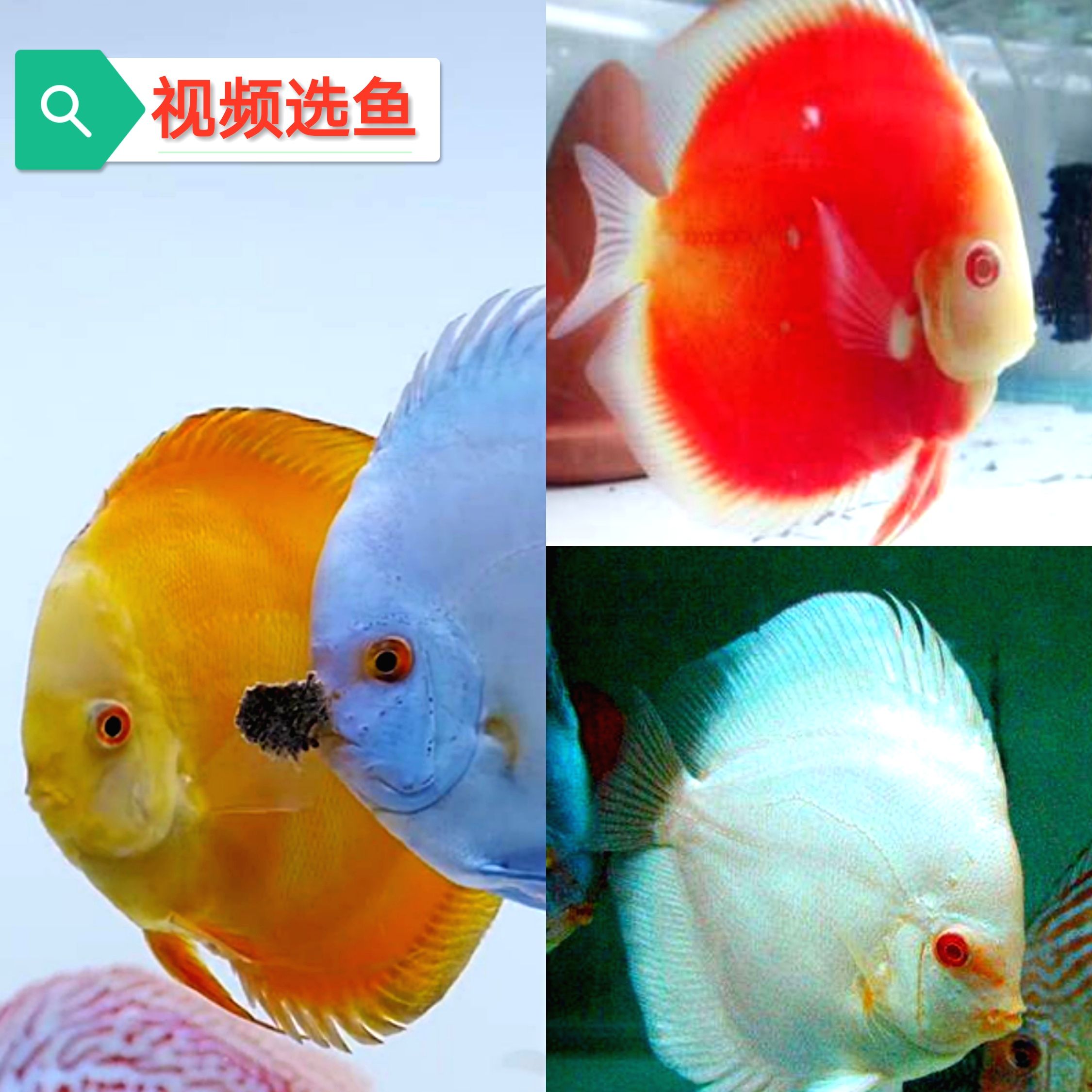 寵物觀賞魚有哪些品種的（寵物觀賞魚品種及其特點：溫帶淡水觀賞魚和熱帶淡水觀賞魚）