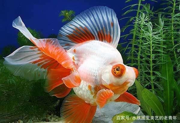 觀賞魚食物中毒（養(yǎng)魚新手指南：觀賞魚食物中毒的主要癥狀包括但不限于以下幾點） 大日玉鯖魚 第1張