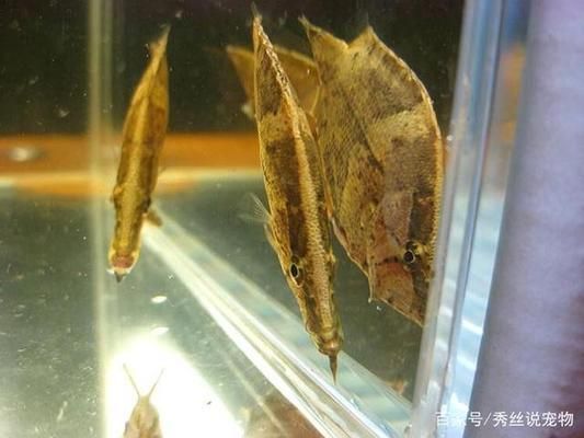 觀賞魚食物中毒（養(yǎng)魚新手指南：觀賞魚食物中毒的主要癥狀包括但不限于以下幾點） 大日玉鯖魚 第4張