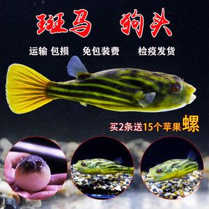 狗頭魚價格排行（狗頭魚價格排行概況） 和尚魚 第4張