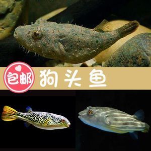 狗頭魚價格排行（狗頭魚價格排行概況）