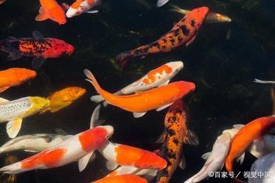 廣溫性觀賞魚（全球觀賞魚種類大揭秘）