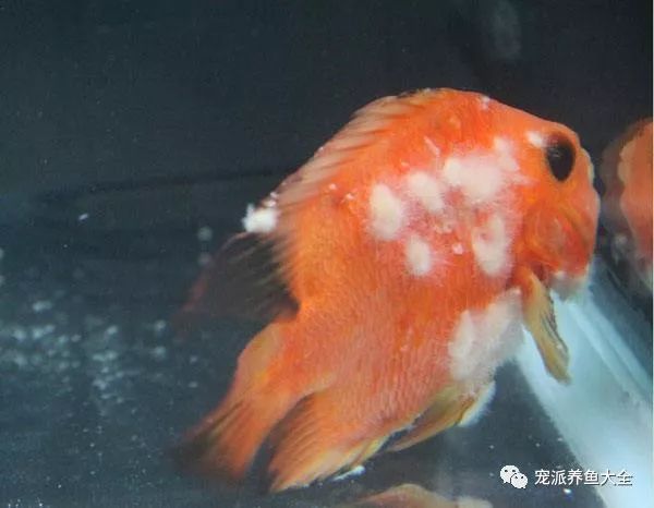 觀賞魚白毛病怎么治療最好（水霉病的預(yù)防措施） 水族問答 第2張