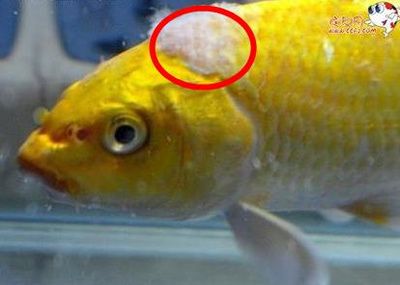 觀賞魚白毛病怎么治療最好（水霉病的預(yù)防措施） 水族問答 第1張