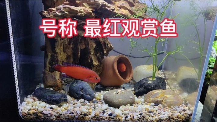 紅觀賞魚五言詩(shī)（紅寶石魚的養(yǎng)殖技術(shù)與特點(diǎn)觀賞魚的種類與特點(diǎn)）