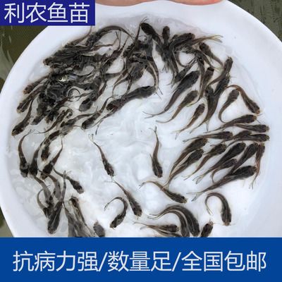 叉尾魚批發(fā)（叉尾魚批發(fā)信息）