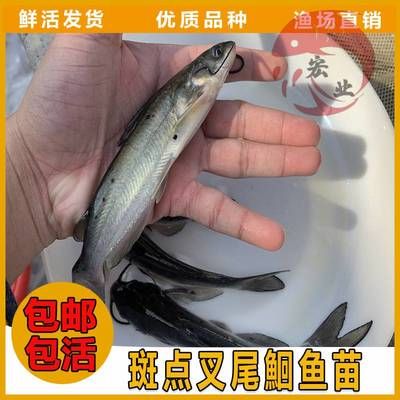 叉尾魚批發(fā)（叉尾魚批發(fā)信息）