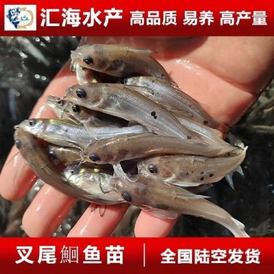 叉尾魚批發(fā)（叉尾魚批發(fā)信息）