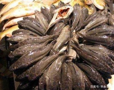 海象魚品種（海象魚是什么？） 其他水族品牌 第2張