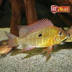 關(guān)刀魚多少錢一條（關(guān)刀魚價(jià)格范圍） 魚缸等水族設(shè)備 第1張