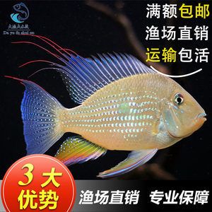 關(guān)刀魚(yú)多少錢(qián)一條（關(guān)刀魚(yú)價(jià)格范圍）