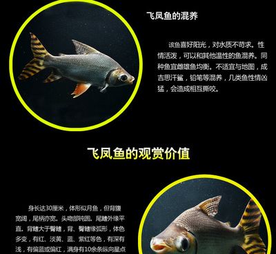 飛鳳魚優(yōu)缺點（南美洲水域生態(tài)揭秘飛鳳魚的飼養(yǎng)技巧飛鳳魚的飼養(yǎng)技巧） 龍魚專用燈 第4張