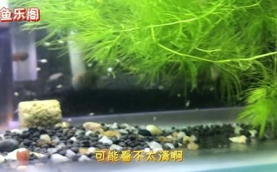 花草觀賞魚苗現(xiàn)在哪賣好（如何在淘寶網(wǎng)購(gòu)買觀賞魚苗） 斯維尼關(guān)刀魚 第1張