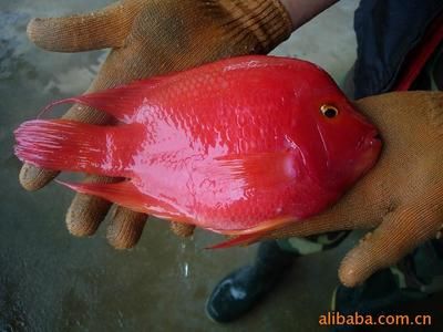 紅色的大型觀賞魚有哪些種類（紅頭觀賞魚種類繁多受歡迎，紅色大型觀賞魚種類繁多）