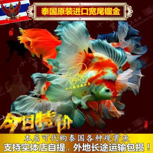 觀賞魚實(shí)體店多少錢（開設(shè)一家觀賞魚實(shí)體店的啟動(dòng)營(yíng)銷策略包括以下幾個(gè)因素） 電鰻 第4張