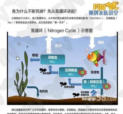 觀賞魚寄養(yǎng)服務(wù)流程（觀賞魚寄養(yǎng)服務(wù)流程主要包括以下幾個步驟） 大白鯊魚苗 第3張