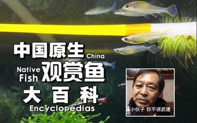 觀賞魚大百科視頻播放（觀賞魚大百科系列之觀賞魚） 羽毛刀魚苗 第1張