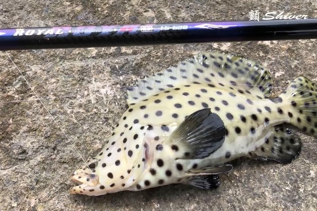 鳳凰斑魚（鳳凰山斑魚是什么魚） 斑馬狗頭魚 第1張