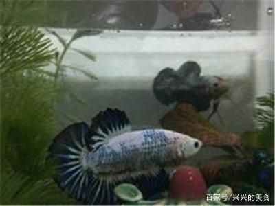 觀賞魚不好養(yǎng),無緣無故就死魚（導(dǎo)致觀賞魚死亡的原因）