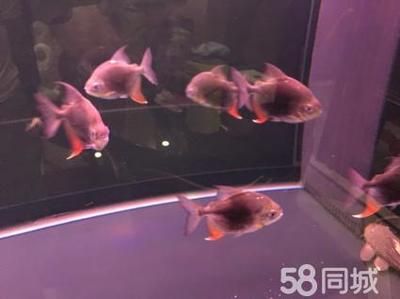 黑桃a魚好養(yǎng)嗎（觀賞魚的世界，黑桃a魚的獨(dú)特魅力）