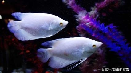 好看的海水觀賞魚(yú)（海水觀賞魚(yú)的養(yǎng)護(hù)） 海水魚(yú) 第3張