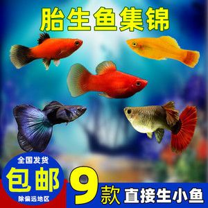 好養(yǎng)的淡水魚觀賞魚有哪些（七彩神仙魚觀賞魚觀賞魚的養(yǎng)護秘籍養(yǎng)護秘籍養(yǎng)護秘籍）