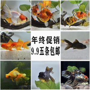 好養(yǎng)的淡水魚觀賞魚有哪些（七彩神仙魚觀賞魚觀賞魚的養(yǎng)護秘籍養(yǎng)護秘籍養(yǎng)護秘籍） 賽級紅龍魚 第4張