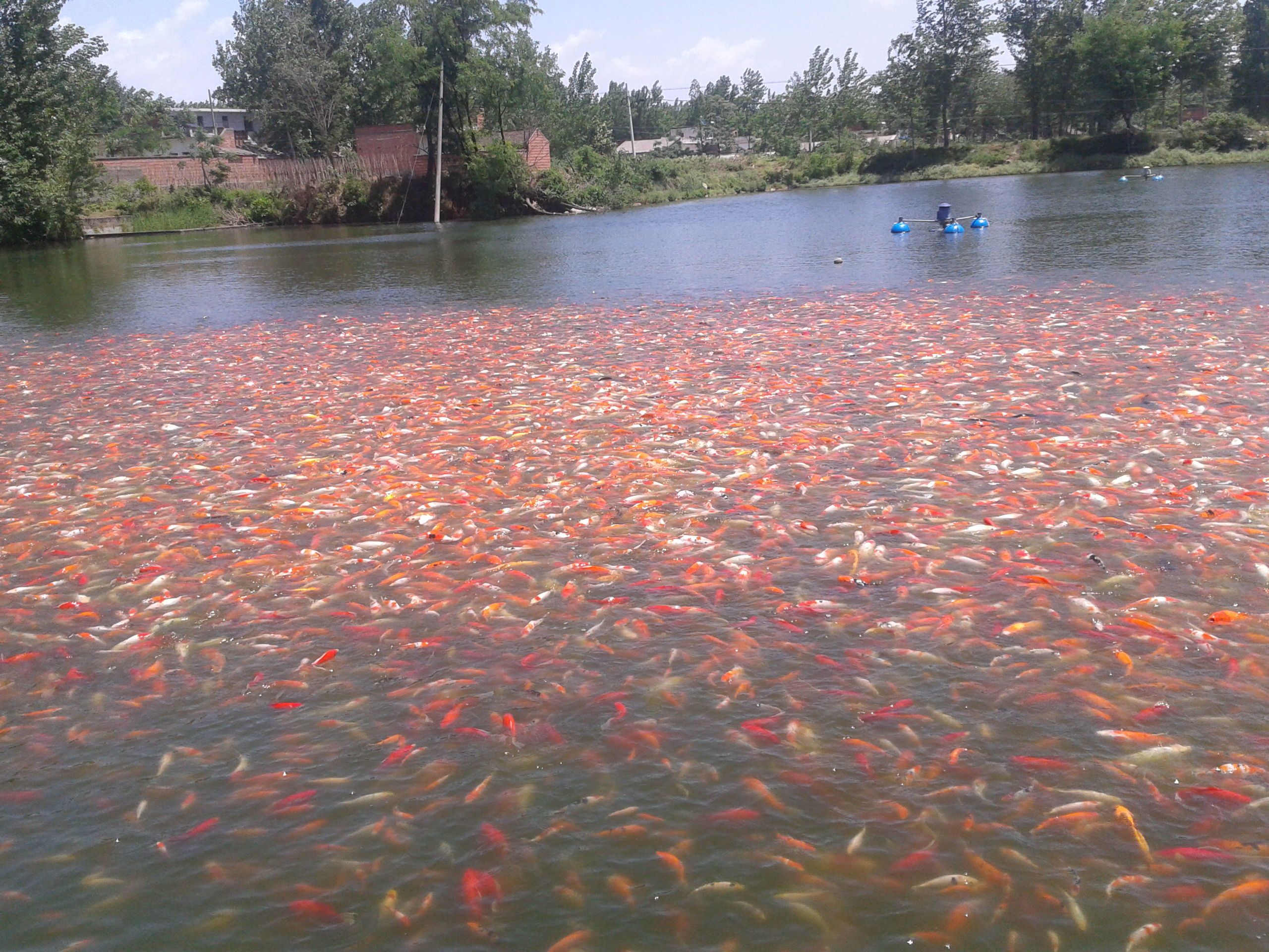 觀賞魚好看又好養(yǎng)（熱帶魚的飼養(yǎng)秘籍金魚的飼養(yǎng)技巧和文化意義都非常豐富） 飛鳳魚苗 第1張