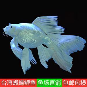 蝴蝶鯉百科（ 廣州觀賞魚批發(fā)市場(chǎng) 第1張