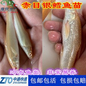 觀賞魚可以快遞嗎（觀賞魚可以快遞嗎？觀賞魚快遞的注意事項） 朱巴利魚苗 第4張