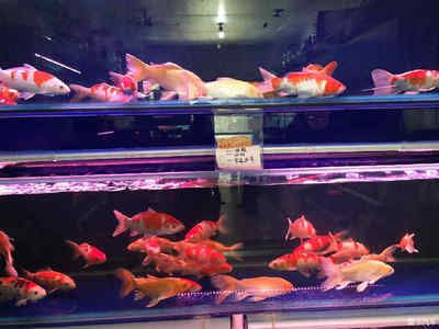 呼市觀賞魚市場在哪個位置呀（內(nèi)蒙古呼市觀賞魚市場26篇智腦大模型提煉了5個關(guān)鍵詞） 觀賞魚市場（混養(yǎng)魚） 第3張