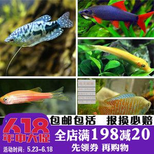 海南淡水觀賞魚有哪些品牌的（關(guān)于海南淡水觀賞魚的問題）