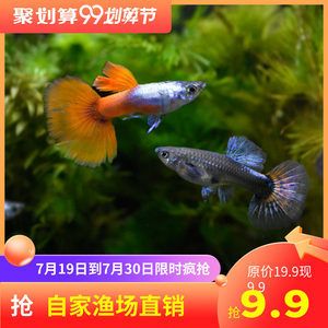 觀賞魚直播間怎么進(jìn)入（抖音直播平臺(tái)的發(fā)展現(xiàn)狀抖音直播平臺(tái)的發(fā)展現(xiàn)狀） 魚缸水質(zhì)穩(wěn)定劑 第4張