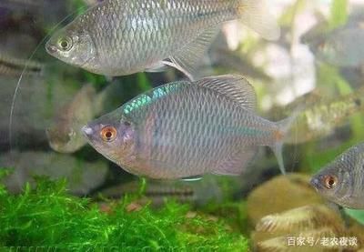 扁平的觀賞魚(yú)是什么品種的（常見(jiàn)的扁平觀賞魚(yú)品種） 豹紋夫魚(yú)苗 第4張