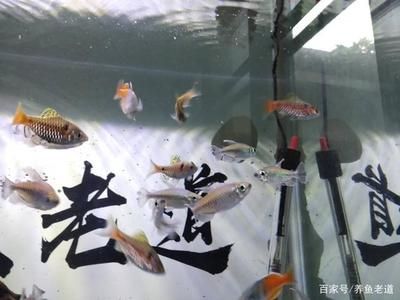 觀賞魚(yú)那些好養(yǎng)（觀賞魚(yú)的養(yǎng)護(hù)技巧） 伊罕水族 第1張