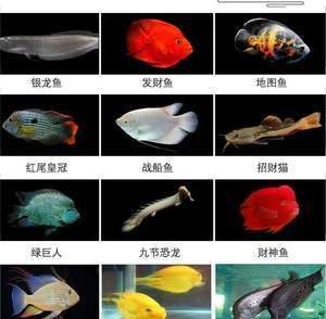 地圖魚(yú)吃不吃工具魚(yú)（地圖魚(yú)的飲食習(xí)慣探究地圖魚(yú)的飲食習(xí)慣探究地圖魚(yú)的飲食習(xí)慣） 立達(dá)金龍魚(yú) 第1張