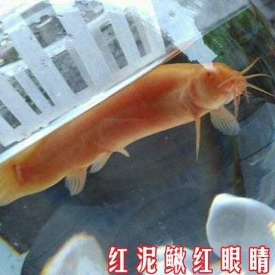 觀賞魚(yú)紅眼睛怎么回事（觀賞魚(yú)紅眼睛是怎么回事） 黃金達(dá)摩魚(yú) 第3張