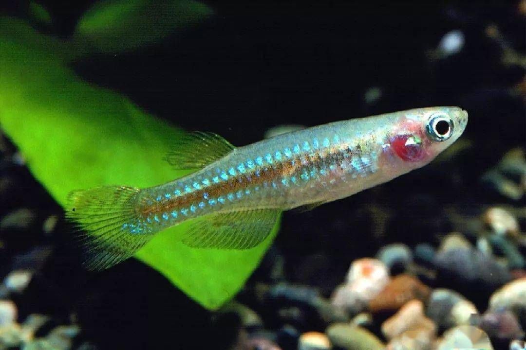 比較罕見(jiàn)的觀(guān)賞魚(yú)有哪些（條紋小鲃是什么魚(yú)？） 野彩魚(yú) 第4張