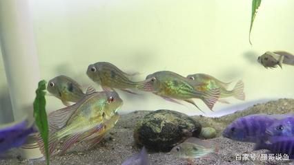 觀賞魚多長時間能長大（七彩神仙魚觀賞魚的成長時間和飼養(yǎng)條件和飼養(yǎng)條件）