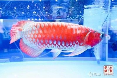 觀賞魚(yú)售賣(mài)有哪些創(chuàng)新（觀賞魚(yú)養(yǎng)殖技術(shù)的創(chuàng)新是提高產(chǎn)量和品質(zhì)的關(guān)鍵） 黃金眼鏡蛇雷龍魚(yú) 第1張