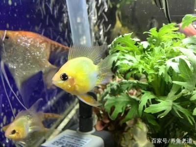 觀賞魚批發(fā)市場進(jìn)貨渠道有哪些地方可以進(jìn)（觀賞魚批發(fā)互聯(lián)網(wǎng)在觀賞魚批發(fā)中的作用） 馬拉莫寶石魚苗 第4張