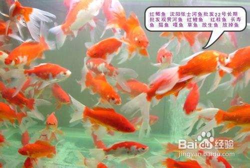 龍魚掉眼是什么樣子的圖片（龍魚掉眼是什么樣子的）