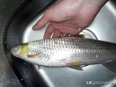 紅眼魚價(jià)格（武夷山紅眼魚價(jià)格） 胭脂孔雀龍魚 第2張