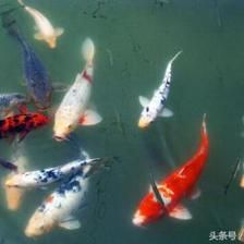 觀賞魚(yú)互動(dòng)性差的原因有哪些癥狀（如何提高觀賞魚(yú)的互動(dòng)性） 廣州水族器材濾材批發(fā)市場(chǎng) 第3張