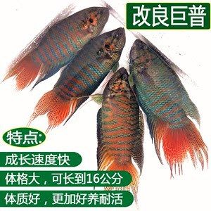 觀賞魚生意怎么能做的更好呢英語（toimprovethebusinessofsellingornamentalfish） 祥龍藍(lán)珀金龍魚 第4張