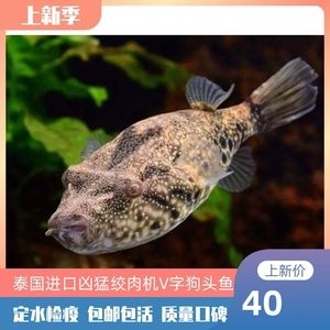 淡水河豚觀賞魚好養(yǎng)嗎（淡水河豚觀賞魚的養(yǎng)護(hù)方法）