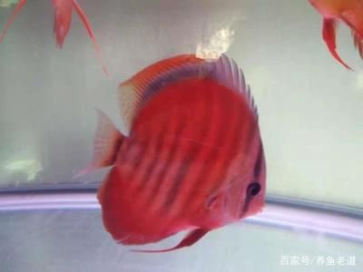 觀賞魚 喂食（水族館專業(yè)喂食策略水族館專業(yè)喂食策略水族館專業(yè)喂食策略）