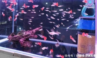 觀賞魚集體死亡原因是什么（觀賞魚死亡的原因）