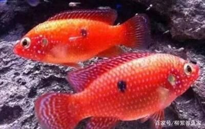 觀賞魚集體死亡原因是什么（觀賞魚死亡的原因）